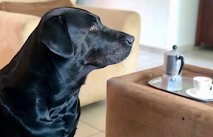 Piden que servicios médicos veterinarios para animales de compañía del contribuyente sean deducibles de impuestos