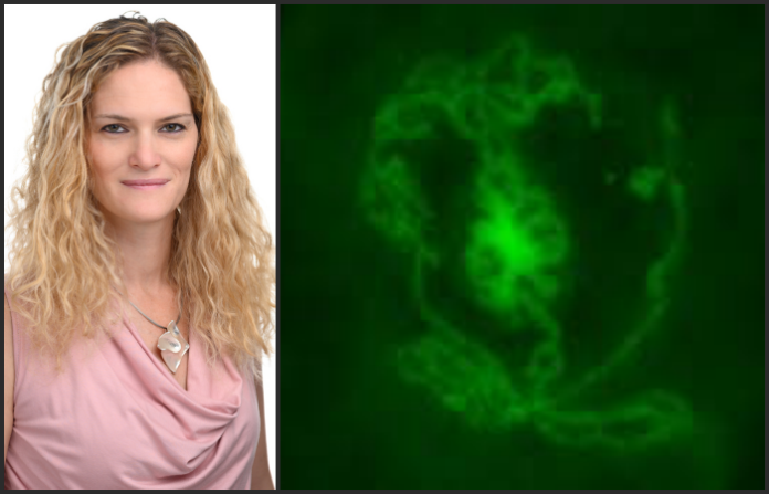 Científicos de la Universidad Bar Ilán en Israel crean testículos artificiales