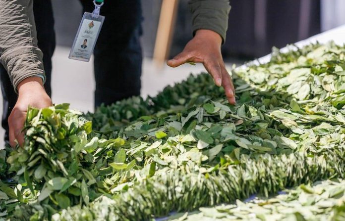 Bolivia busca erradicar 10.000 hectáreas de plantaciones de coca ilegales en 2024