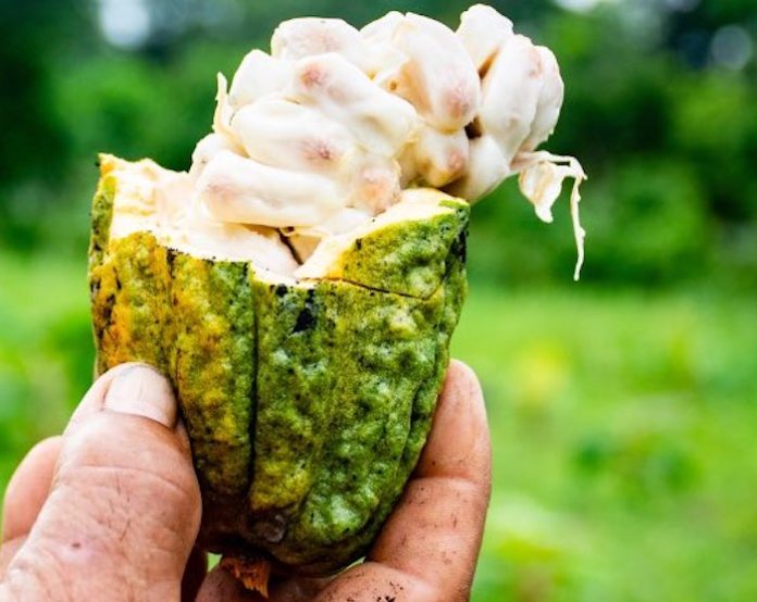 El precio de los futuros de los granos de cacao en el mundo crece un 6%