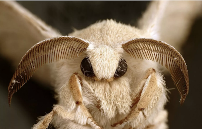 ¿A qué se debe la atracción fatal de las polillas por luces nocturnas? Los científicos lo explican
