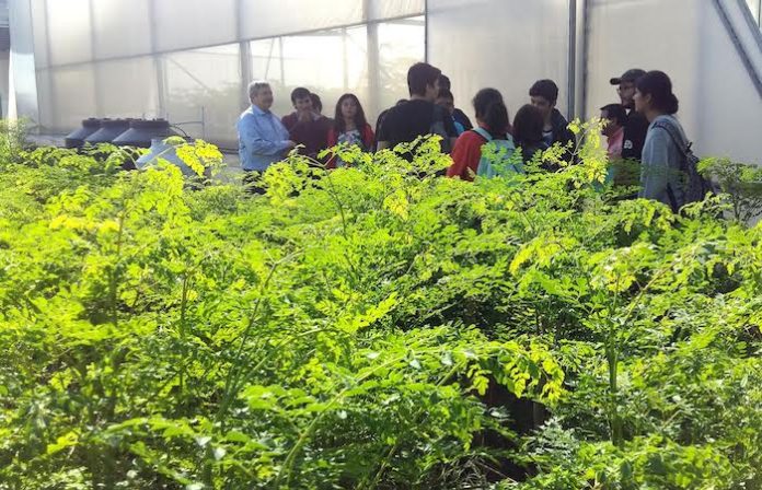 Destaca UANL propiedades medicinales de la moringa