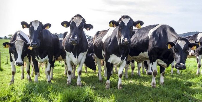 Brasil ampliará la exportación de aves y carne bovina a Rusia