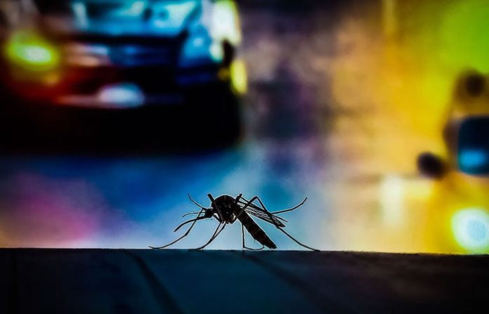 Brasil supera los cinco millones de casos de dengue