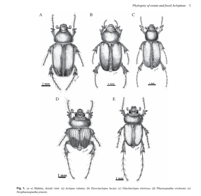Científico colombiano redescubre escarabajo visto por única vez en 1898