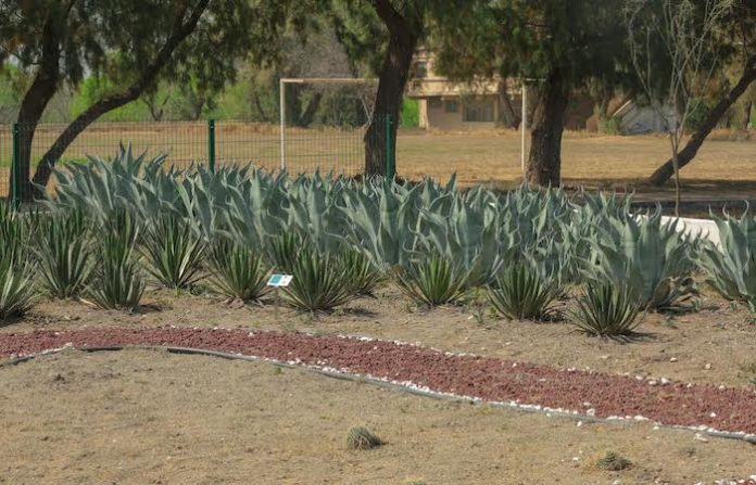 Amplía UANL red de jardines etnobiológicos en NL