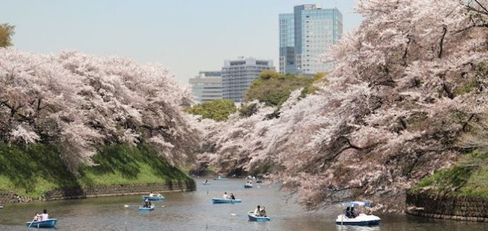 Tokio celebra el comienzo de la floración de los cerezos