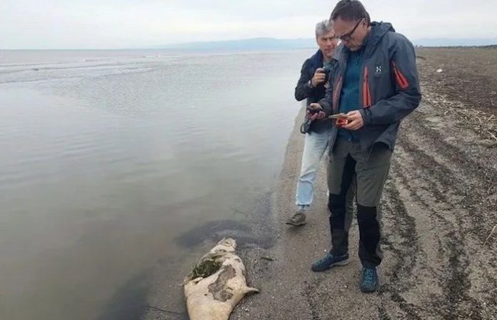 Encuentran más de 60 focas muertas en Kazajistán