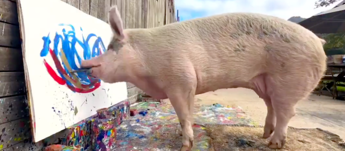 Video: Muere la cerda pintora Pigcasso que ganó más de un $1 millón por sus obras