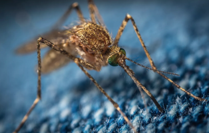 La capital argentina se encuentra en un brote epidémico de dengue