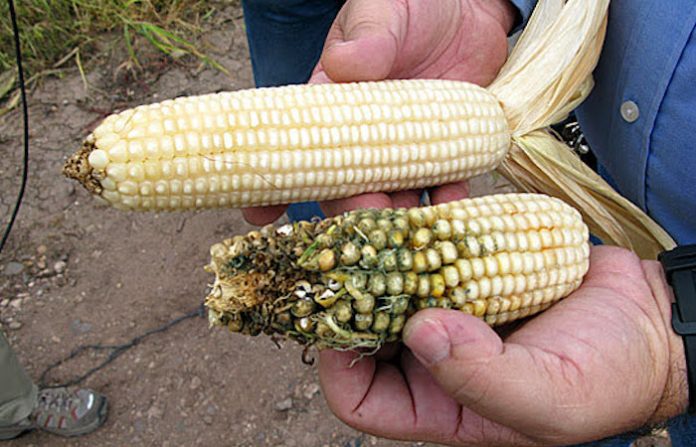 Gobierno de México descarta eventual cultivo de maíz transgénico de cualquier tipo