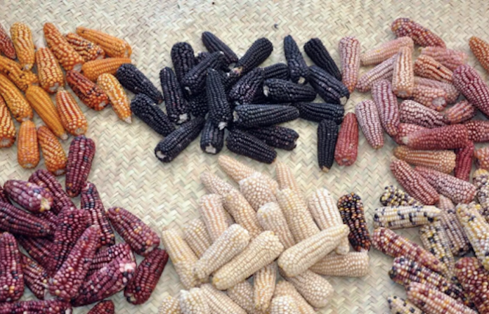 Más de 100.000 personas firman carta en defensa de maíces nativos en México