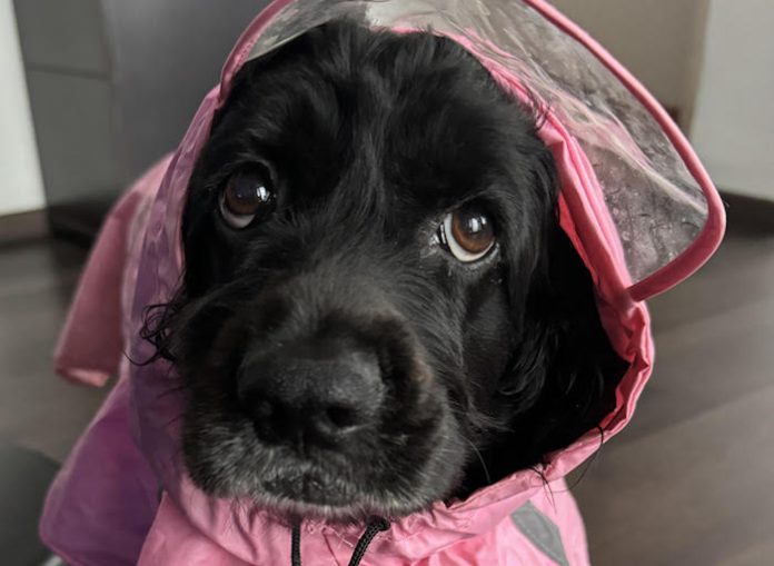 Proyecta José Luis Garza Ochoa un Centro de Bienestar Animal para Guadalupe