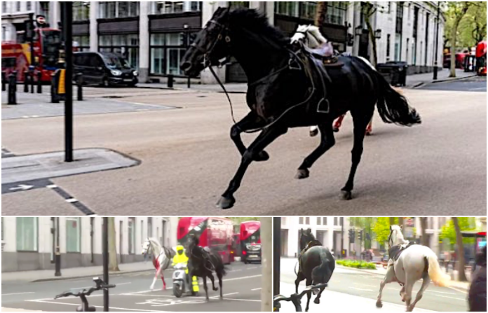 Video: Al menos cuatro heridos por caballos desbocados de la Caballería Real británica en Londres