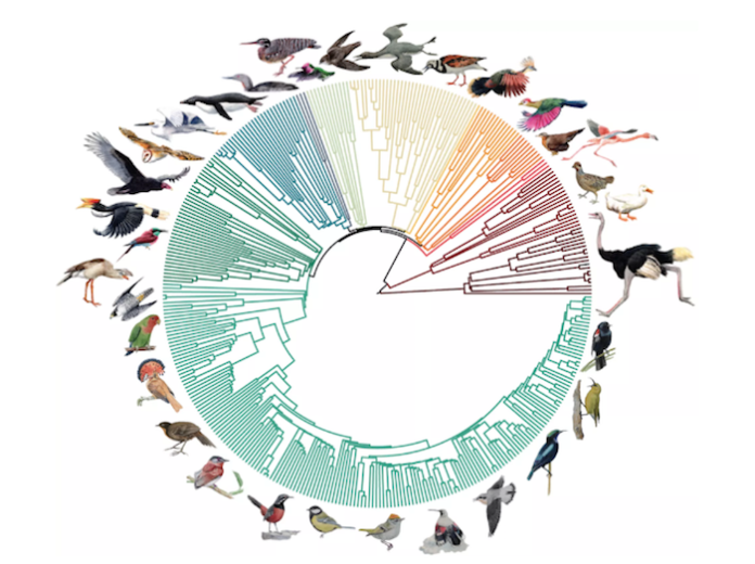 El estudio genético más grande revela un nuevo árbol genealógico en las especies de aves