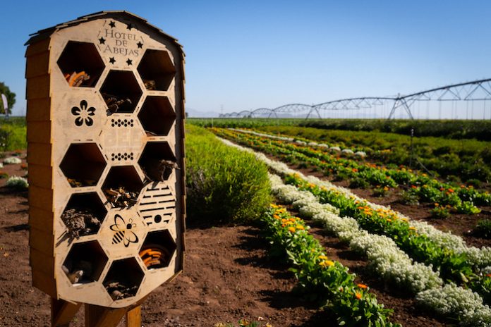 Bee project, jardines florales para más de un millón de abejas
