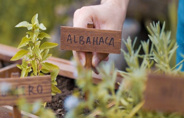 Home Depot ofrece tips para crear tu propio huerto urbano