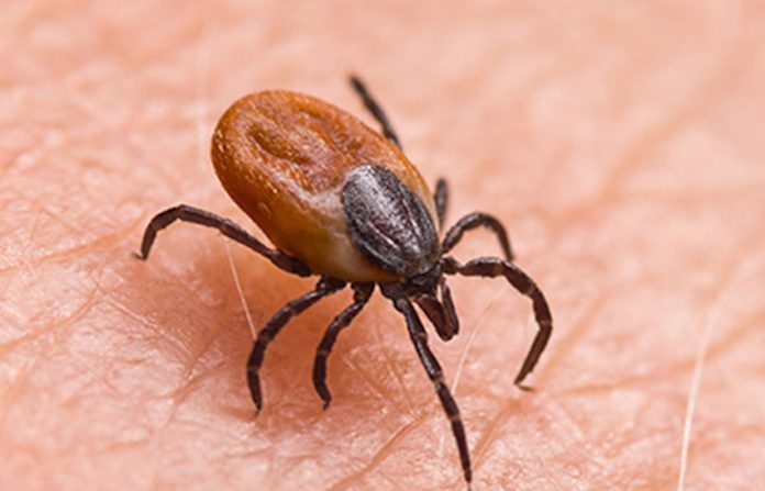 Una experta explica el posible origen de la enfermedad de Lyme en laboratorios de EU