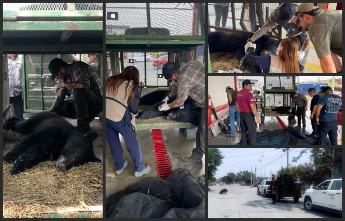 Salvan a Oso de morir por golpe de calor en Escobedo