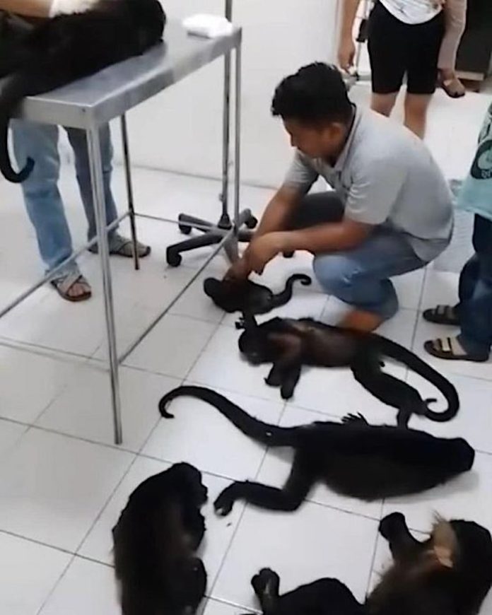 Video: Gobierno de México apoyará esfuerzos ecologistas ante muerte de monos por ola de calor