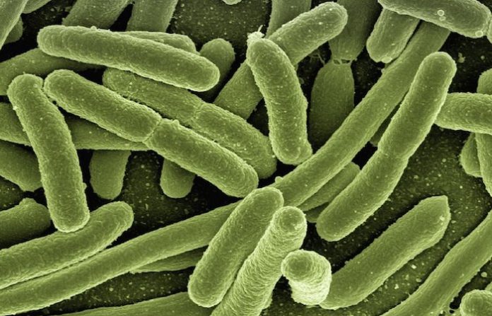 Tres empresas retiran sus productos por el brote de E. coli en el Reino Unido