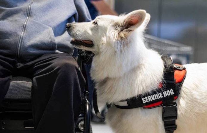 Busca iniciativa rescatar animales de compañía víctimas de violencia que estén dentro de propiedad privada