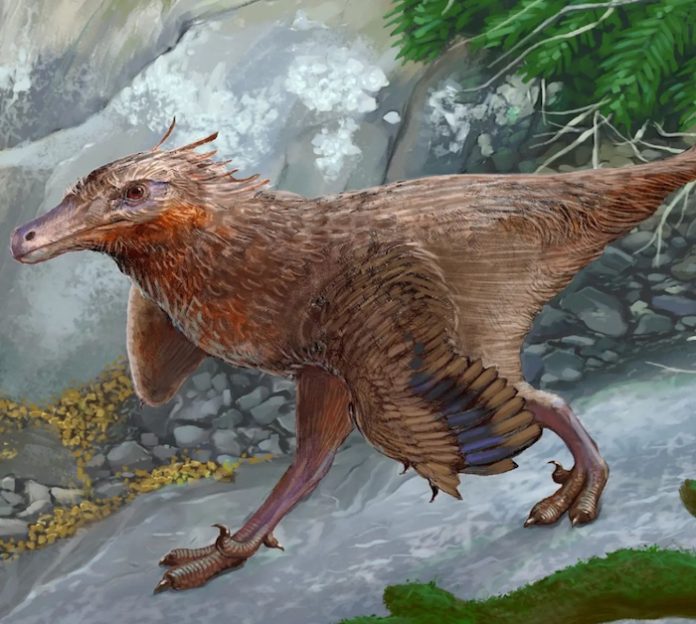 Científicos hallan una nueva especie de dinosaurio carnívoro en el sur argentino