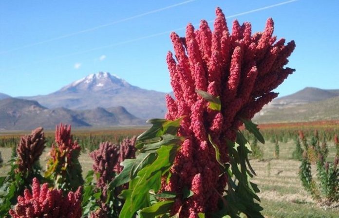 Bolivia exportó 10.000 toneladas de quinua por $ 30 millones entre 2022 y 2023