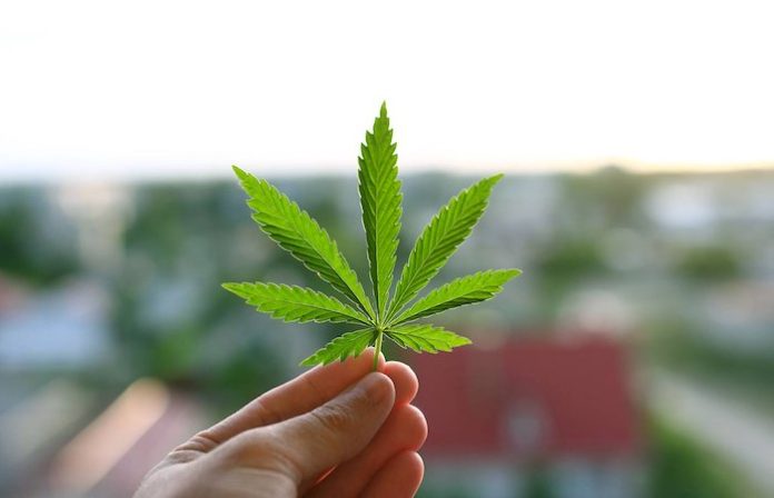 Supremo de Brasil establece en 40 gramos de marihuana el límite entre usuario y traficante