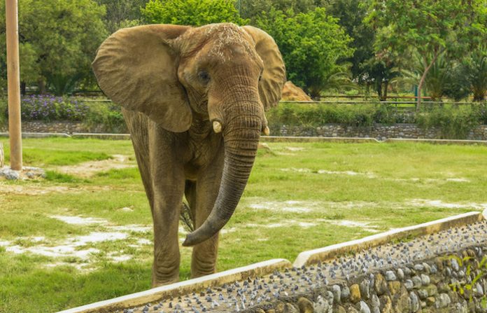 Celebrará “Monty” cumpleaños número 18