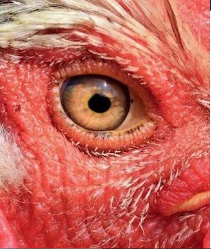 México suspende importaciones avícolas de Brasil por brote de gripe aviar