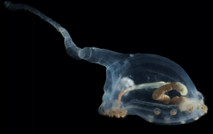 Encuentran nuevas formas de vida con aspecto alienígena jamás vistas