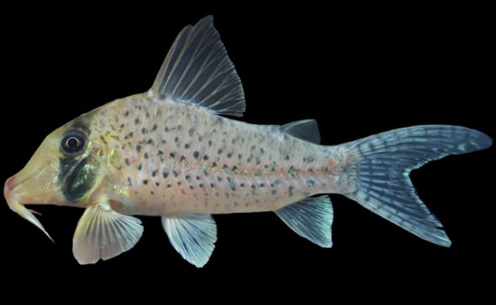 Científicos descubren nueva especie de pez en afluentes del Amazonas peruano