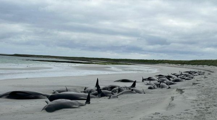 Casi 80 ballenas piloto mueren tras un varamiento masivo en la costa de Escocia