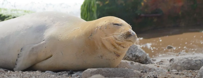 La famosa foca monje Yulia es vista cerca de Beirut, un año después de su visita a Israel