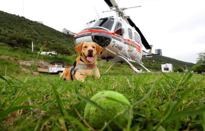 Alista “Joe”, perro rescatista de PC, su jubilación