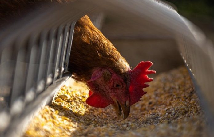 Brasil suspende preventivamente exportación de carne de aves por enfermedad de Newcastle