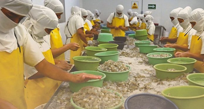 Honduras comienza exportación de camarón de alta calidad a China