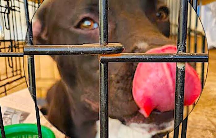 Celebra Escobedo jornada de adopción de mascotas