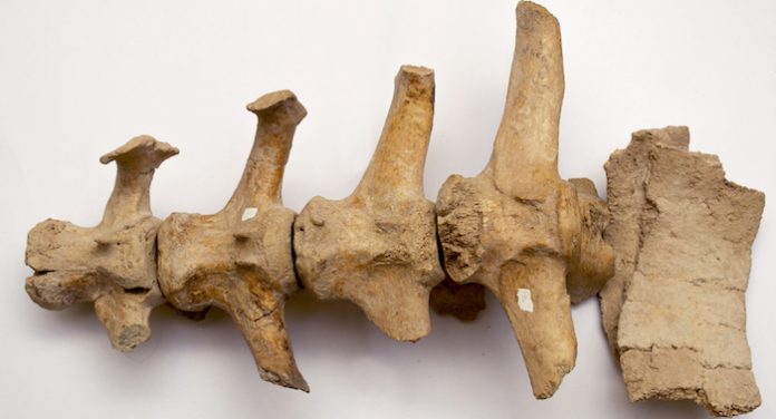 Científicos hallan en Argentina registro humano más antiguo de América del Sur