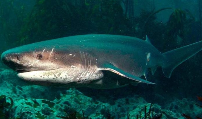 Registran dos raras especies de tiburón en las aguas del estado de Washington