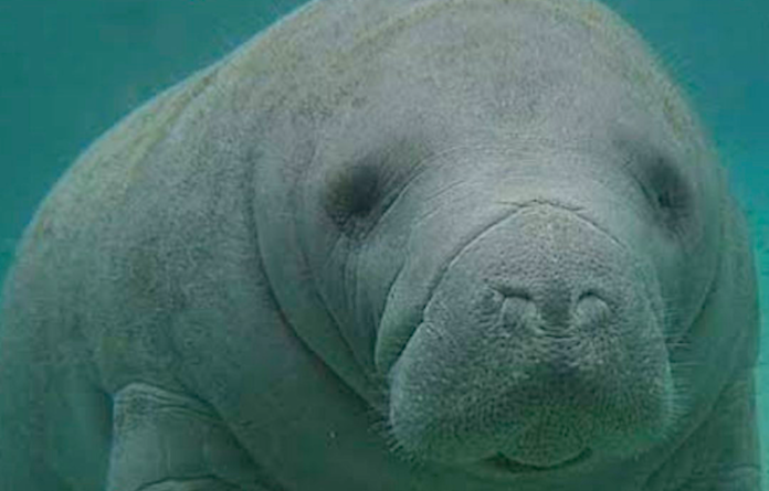 Video: Manatíes rescatados durante años de contingencia por muerte masiva de su especie regresan a su hábitat gracias a Aluxes Ecoparque y AZCARM