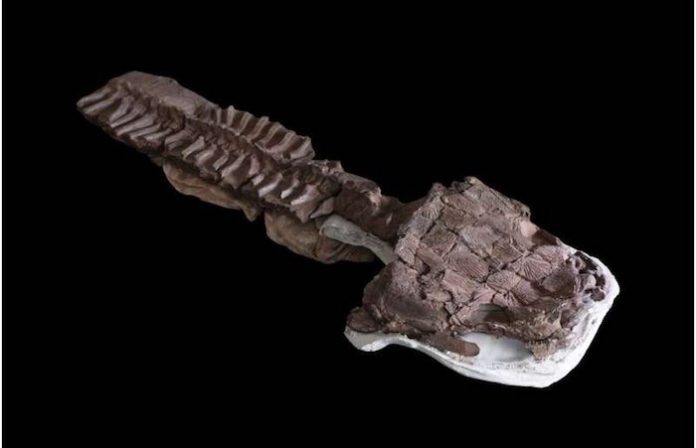 Científicos hallan fósil de nuevo vertebrado que desafía hipótesis de evolución