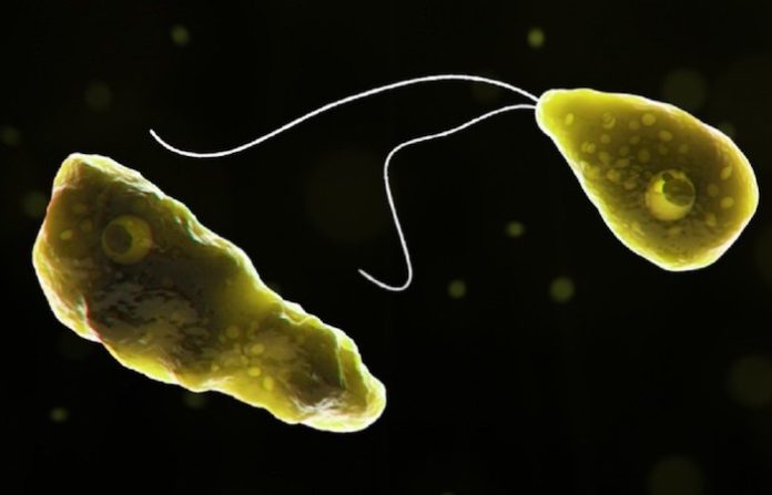 Israel reporta un caso grave de infección por ameba comecerebros en el lago de Tiberíades