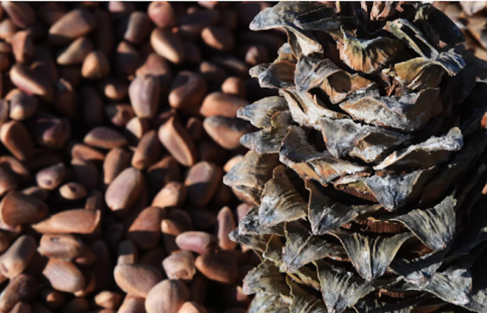 Científicos rusos inventan un supercondensador a base de cáscara de piñones