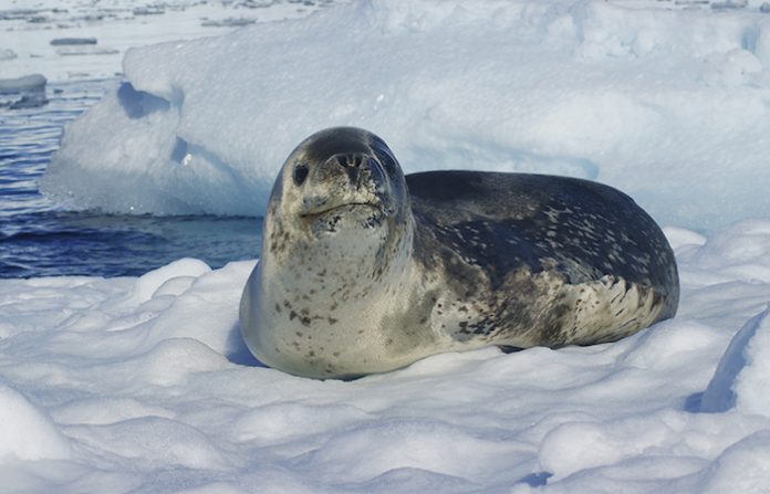Científicos sudamericanos hallan microplásticos en focas de la Antártida
