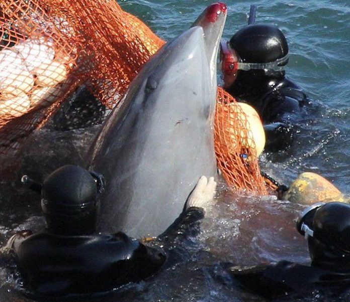 Japón registra unos 16 heridos por ataques de delfines desde julio