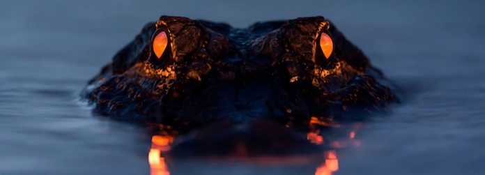 Trabajadora del Zoológico Bíblico de Jerusalén herida grave tras ser atacada por cocodrilo