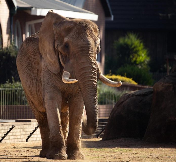 El último elefante del zoo nacional de Sudáfrica recupera la libertad