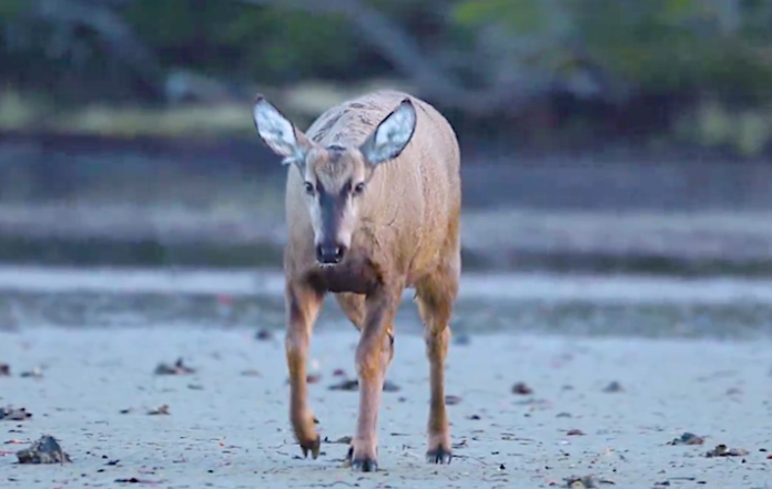 Fundación avista en Magallanes aún “huemul” animal nacional de Chile en peligro de extinción